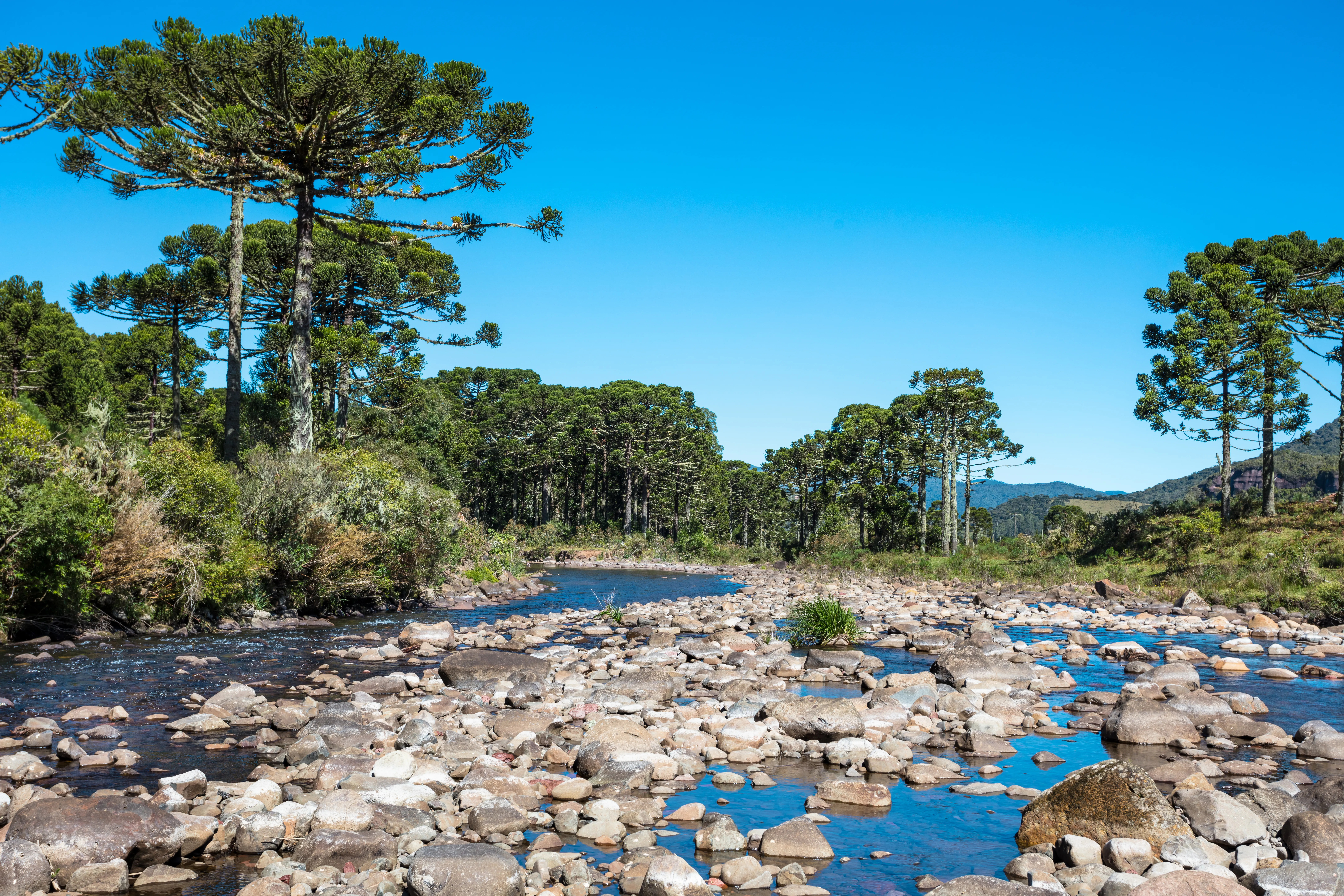 araucariaandriver.jpeg